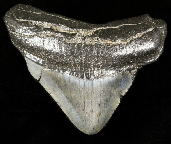Juvenile Megalodon Tooth - South Carolina #45859